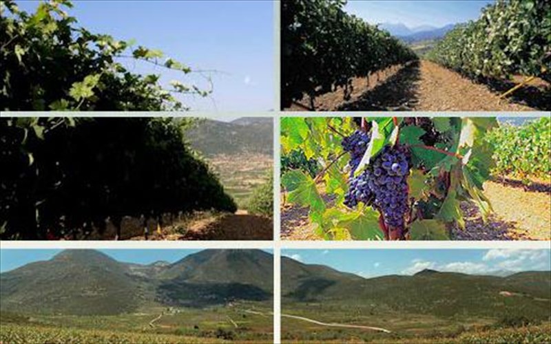 oinopoieio-skouras-etiketes-me-istoria-kai-geusi-apo-tin-argoliki-gi