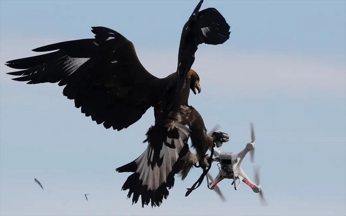 eagle-drone