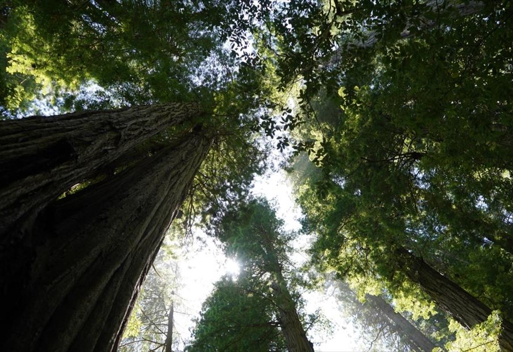 mia-diaforetiki-apodrasi-stin-parnitha-forest-bathing-kai-dimiourgia-kosmimatos-sto-dasos