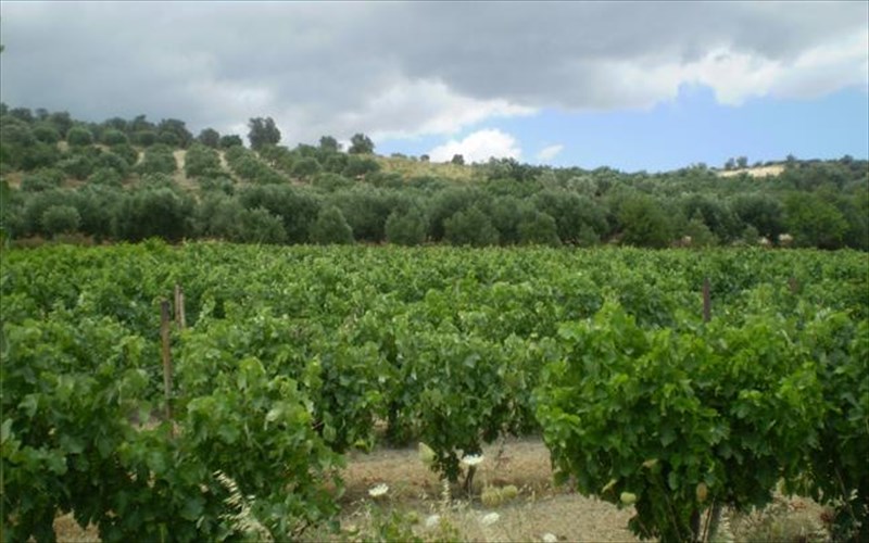 idaia-oinopoiitiki-eklektoi-oinoi-apo-to-benerato-kritis