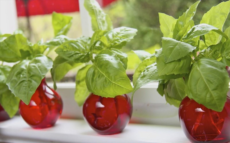 botana-kathimerines-alla-kai-asunithistes-xriseis