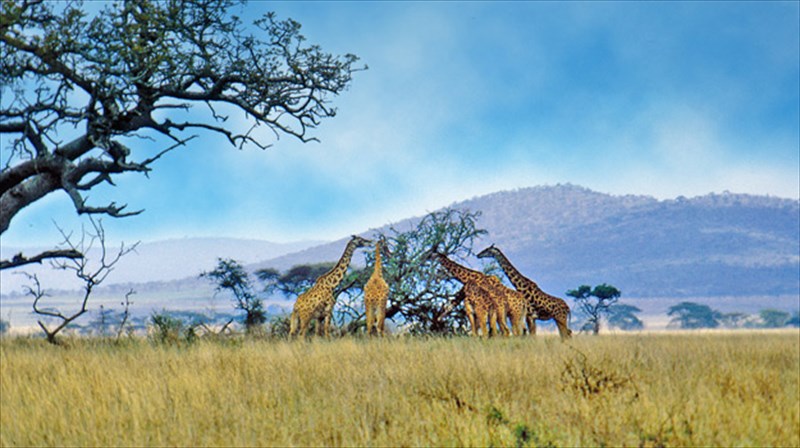 to-ethniko-parko-serengketi-ekpempei-sos