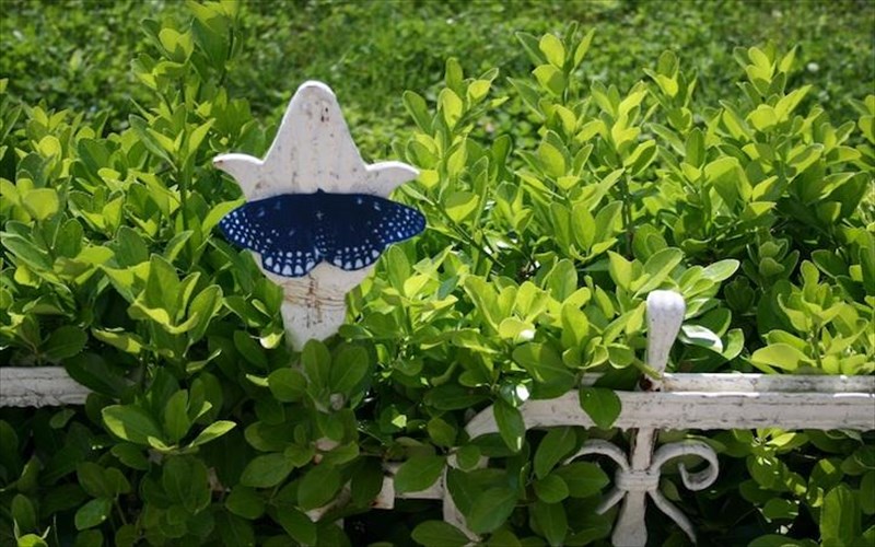 akolouthiste-tis-mple-petaloudes