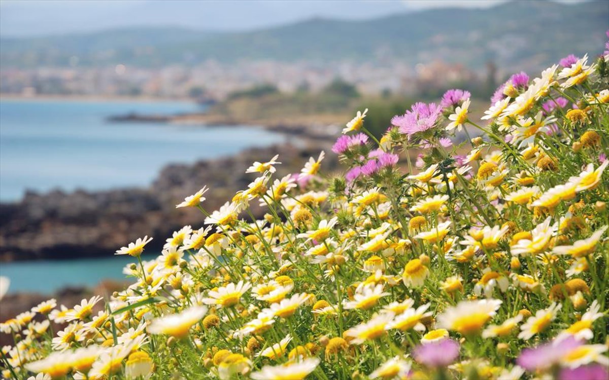 aigina-kontinoi-proorismoi