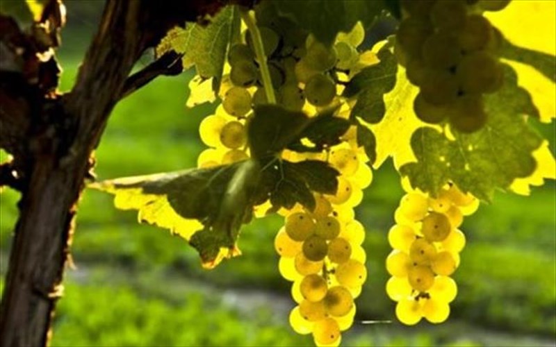 ena-biblio-gia-to-ampeli