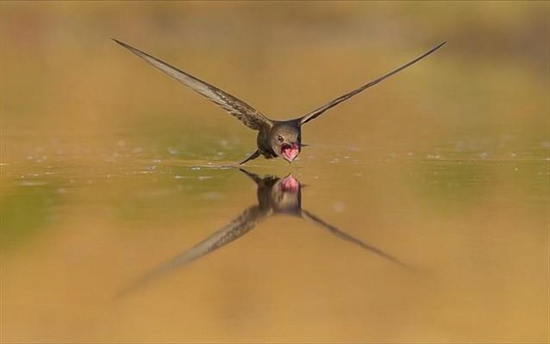 ellinas-fotografos-o-megalos-nikitis-pagkosmiou-diagonismou-megalos-nikitis-pagkosmiou-diagonismou