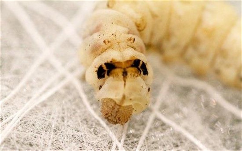 h-istoria-enos-metaksoskolika-pou-mpleketai-ston-kosmo-ton-anthropon