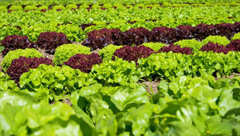 marouli-to-agapimeno-ton-romaion-autokratoron