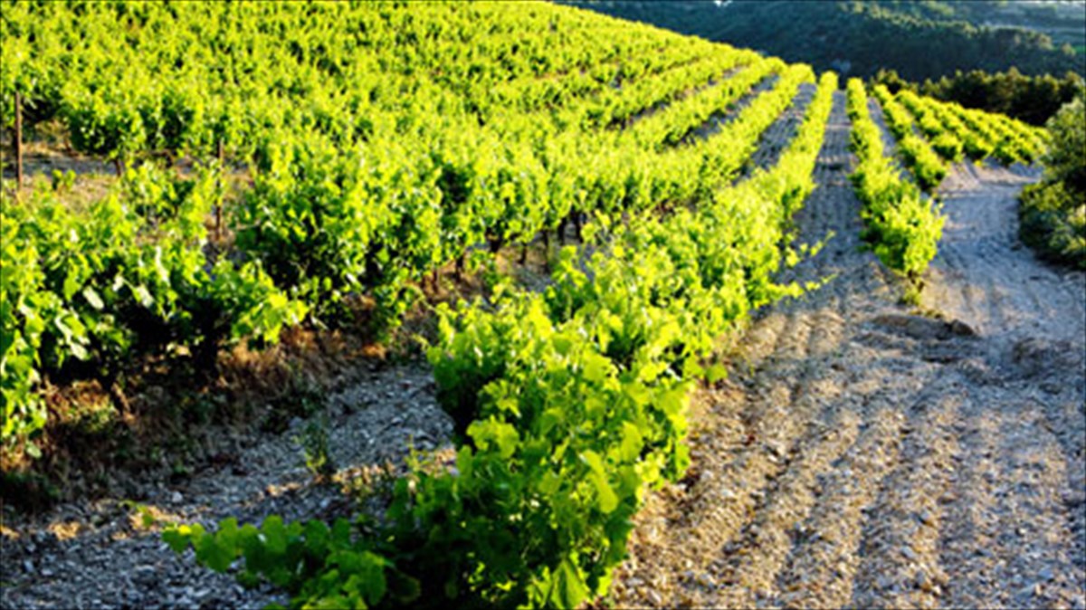 gnorimia-me-to-elliniko-krasi-sti-thessaloniki