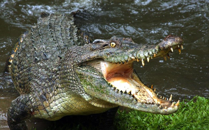 o-sifis-o-krokodeilos-tou-rethumnou-katakta-ton-kosmo-krokodeilos-tou-rethumnou-katakta-ton-kosmo