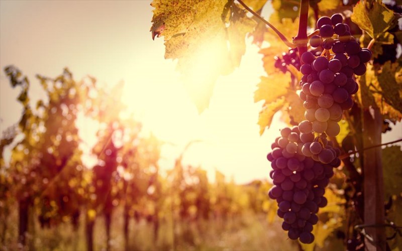 pentanostimo-gluko-tou-koutaliou-stafuli