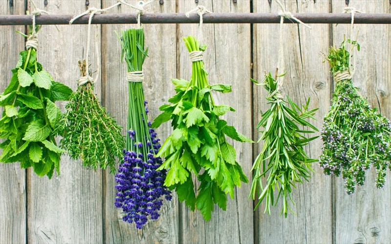 agxolutika-botana-kai-mpaxarika