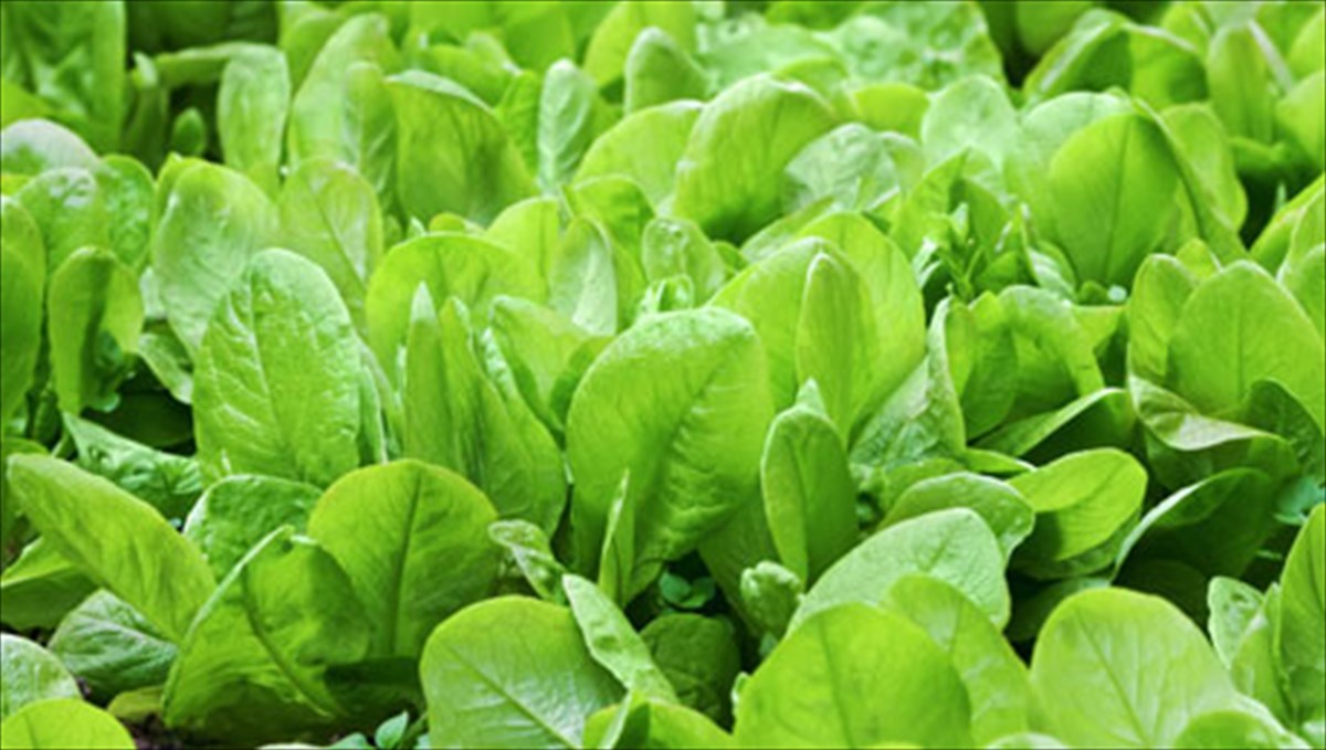 poies-einai-oi-trofes-dunamites