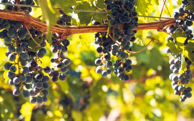 mathete-ta-panta-gia-tin-ekseliksi-tou-cabernet-sauvignon-stin-ellada