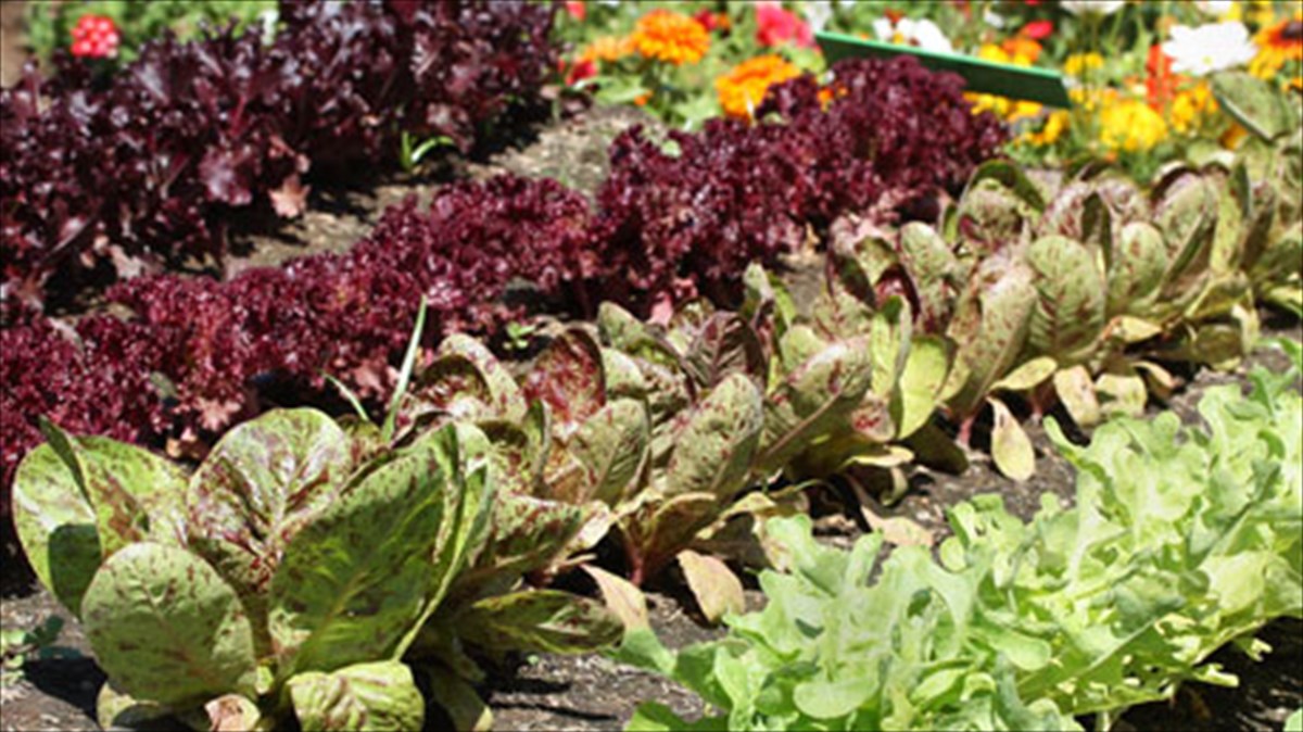 ta-botana-kai-oi-salates-protagonistes-sto-menou-tis-spondis