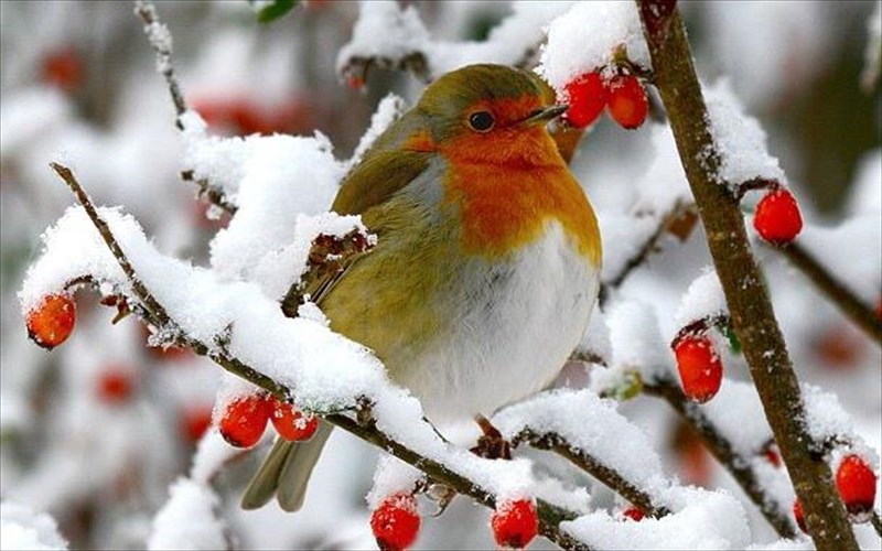 4-xristougenniatikes-ekdiloseis-me-koinoniko-minuma-xristougenniatikes-ekdiloseis-me-koinoniko-minuma