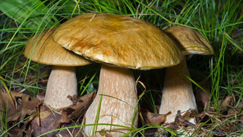 oi-magikes-idiotites-tou-manitariou