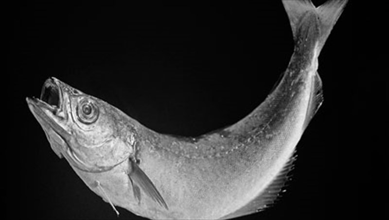 egxeiridio-epibiosis-apo-ton-mporis-kirpotin