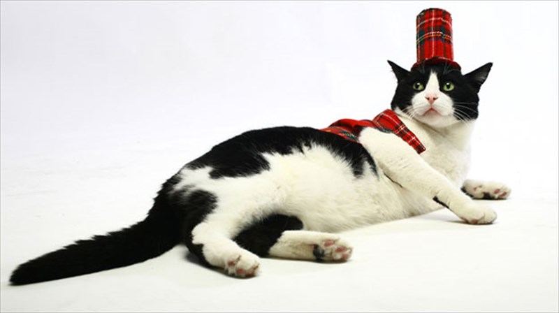 enas-keramidogatos-mas-ksenagei-sto-kentro-tis-athinas