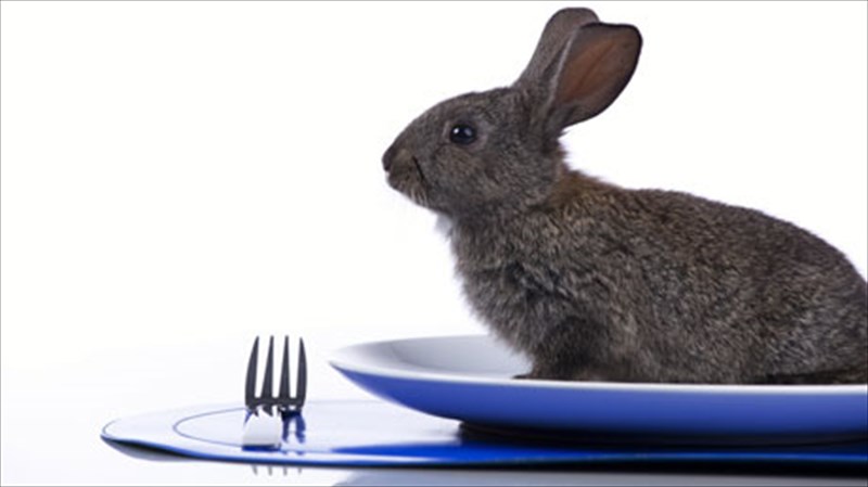 i-epistrofi-tou-lagou