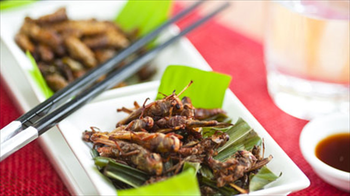 mipos-ta-entoma-einai-i-trofi-tou-mellontos-trofi-tou-mellontos