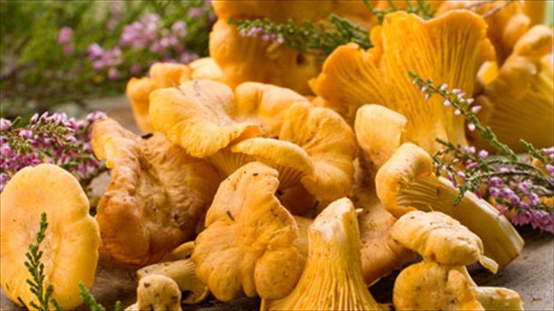 ta-manitaria-protagonistoun-sto-fthinoporino-menou-tis-spondis