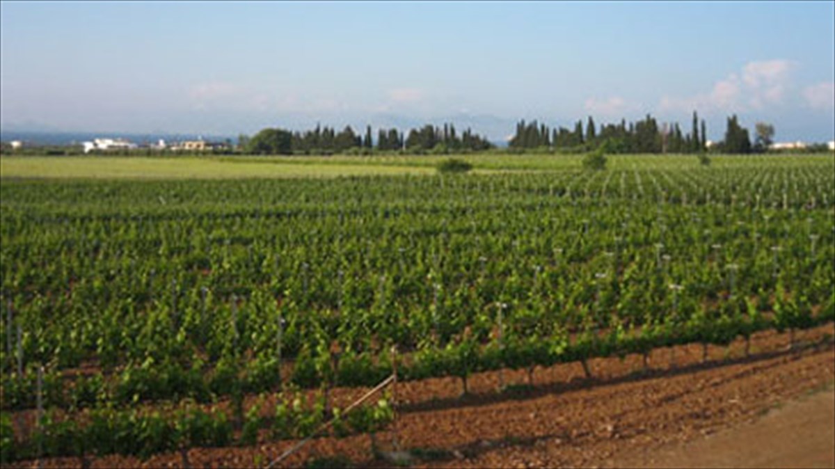 to-proto-elliniko-e-shop-oinou-se-diethni-dimosieumata