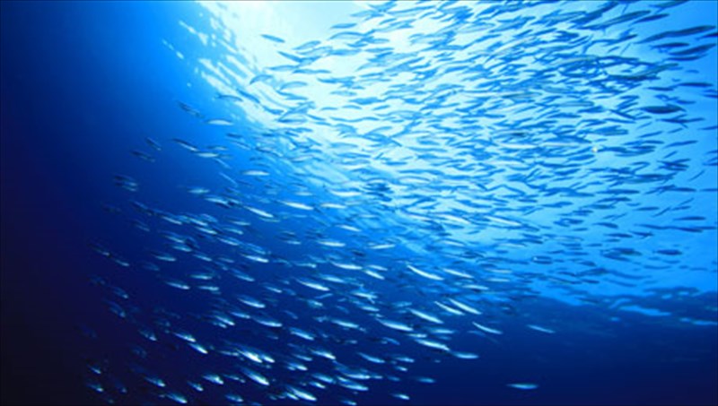 okto-tropoi-gia-na-epileksete-ta-psaria-sas-me-sebasmo-stin-fusi