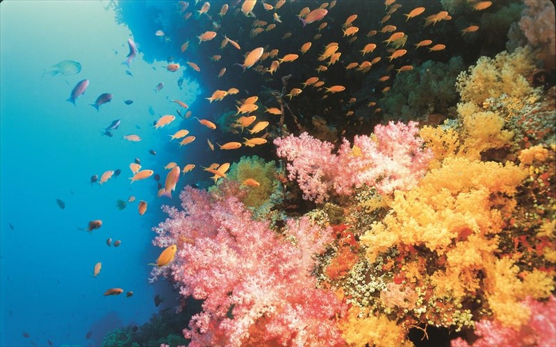 ti-tha-legate-gia-mia-boutia-sta-nera-koralliogenon-ufalon