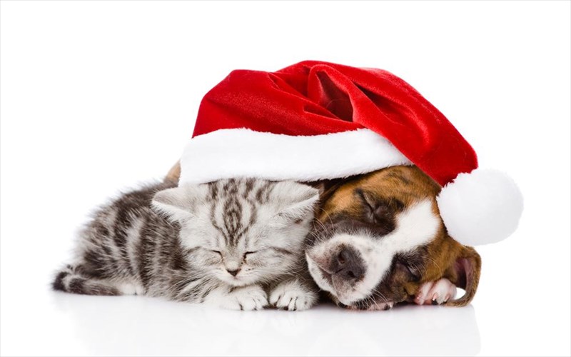 12o-xristougenniatiko-bazaar-tou-somateiou-adespoton-zoon