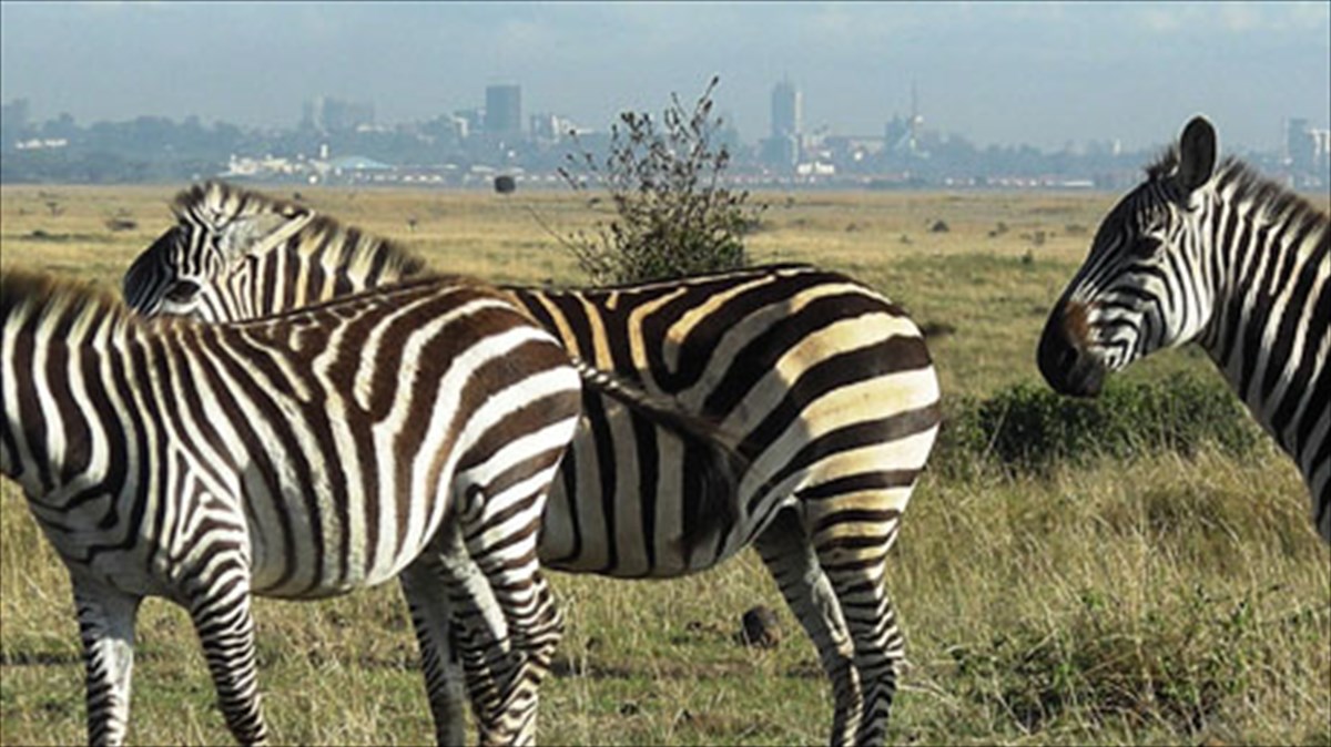 stigmes-apo-tin-prosfati-elliniki-istoria-sti-gkaleri-the-breeder