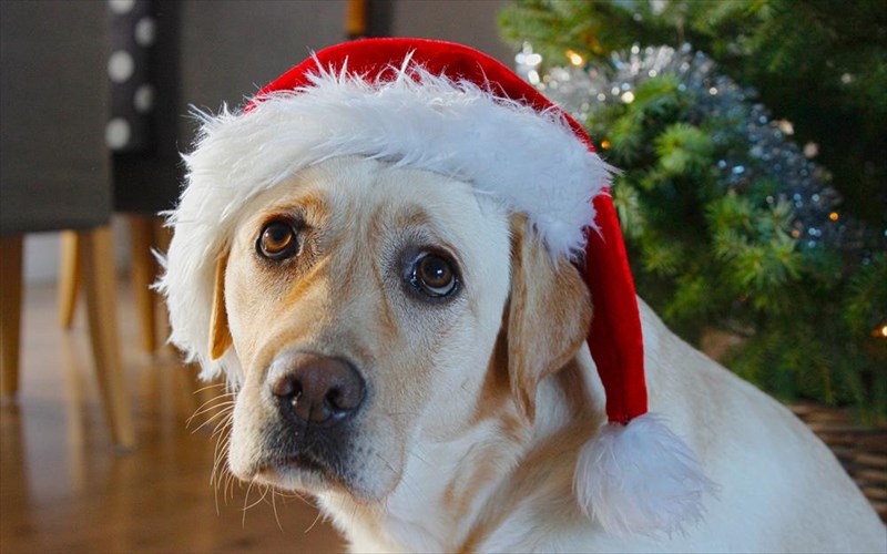 ti-einai-ta-blues-ton-giorton-o-klinikos-psuxologos-mas-eksigei