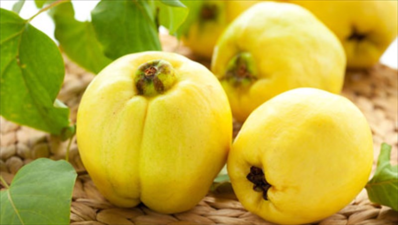 kudoni-ofelimo-xeimoniatiko-kai-geustiko