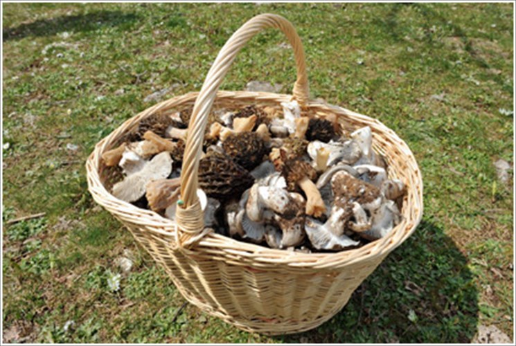 2i-giorti-manitariou-troufas-sto-pilio