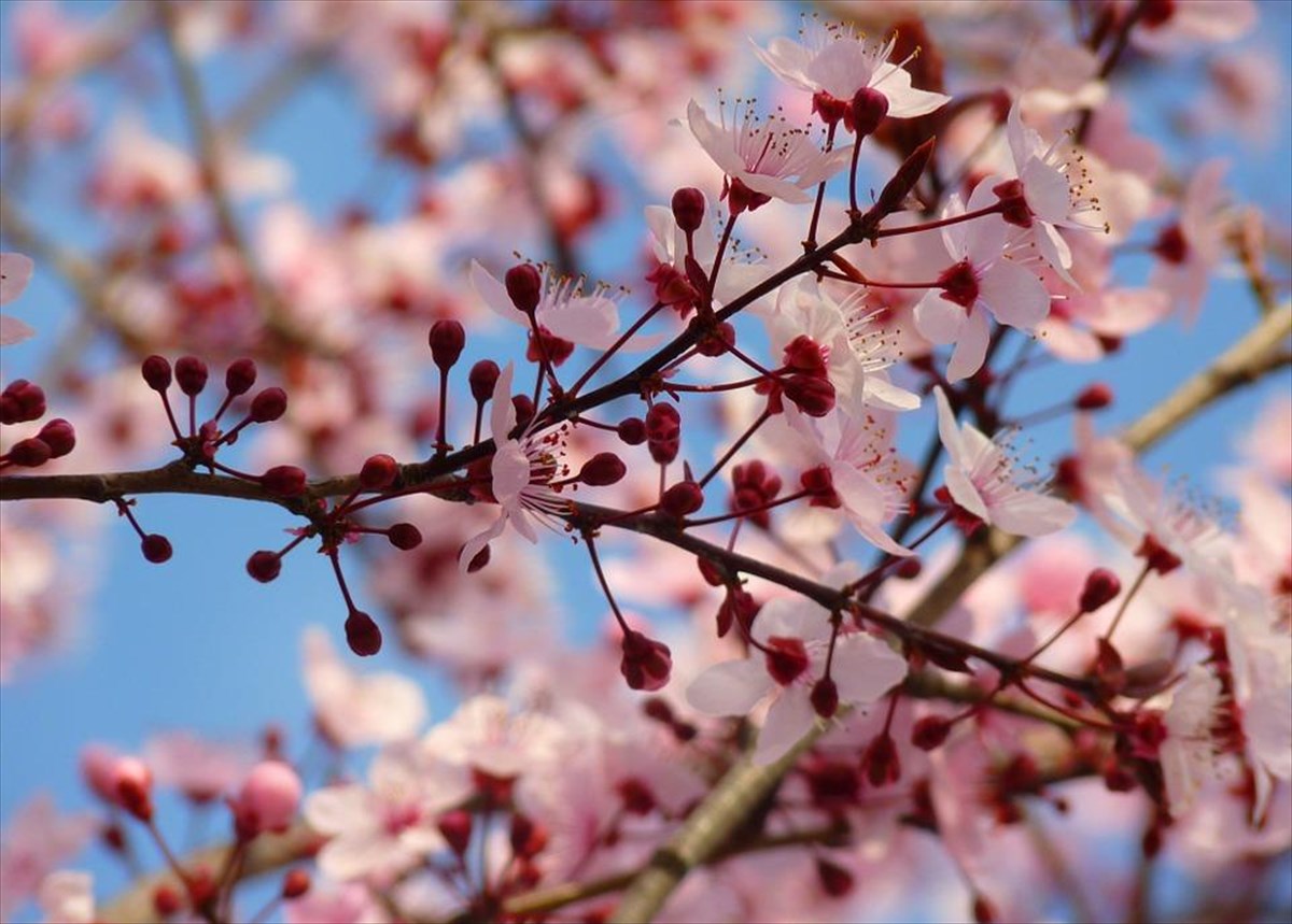 almond-blossom