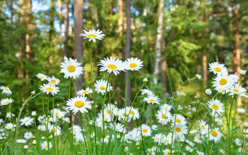 pianoume-ton-mai-sta-parka-tis-attikis