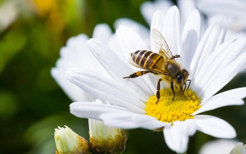 tsimpima-sfikas-i-allou-entomou-pos-to-apofeugoume-allou-entomou-pos-to-apofeugoume