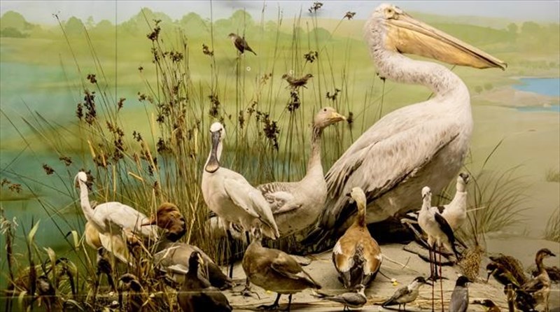 4-mouseia-pou-anadeiknuoun-tin-plousia-xlorida-kai-panida-tis-elladas-mouseia-pou-anadeiknuoun-tin-plousia-xlorida-kai-panida-tis-elladas