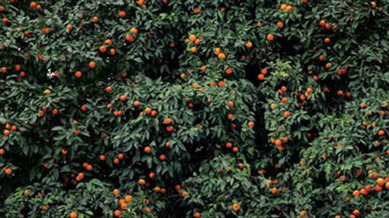 i-goiteia-tou-fusikou-topiou-se-fotografika-kadra