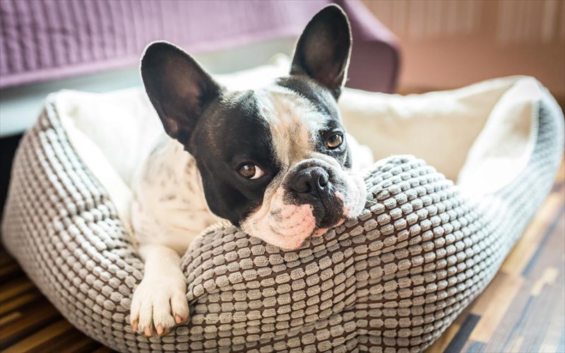 7-luseis-gia-na-tairiaksei-to-katoikidio-me-tis-allergies-mas-luseis-gia-na-tairiaksei-to-katoikidio-me-tis-allergies-mas