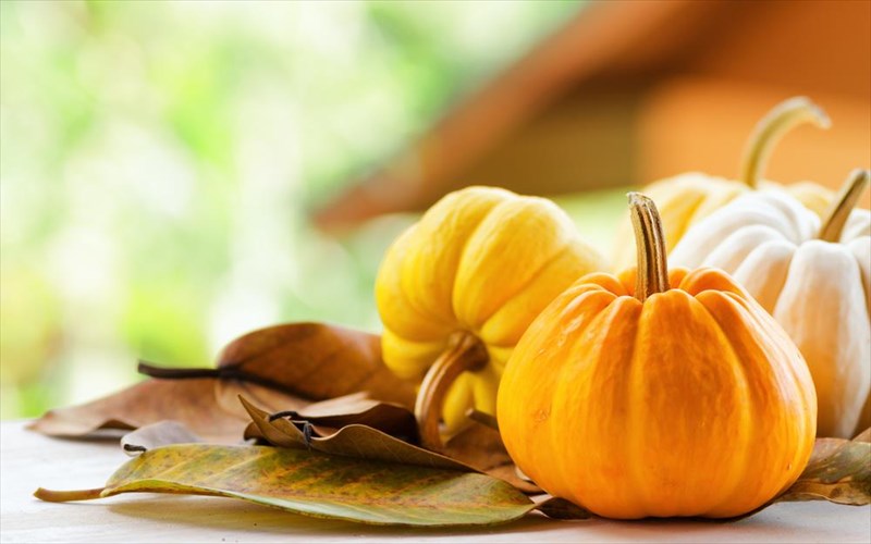 kolokutha-i-protagonistria-tou-halloween-kai-ta-ofeli-tis-protagonistria-tou-halloween-kai-ta-ofeli-tis