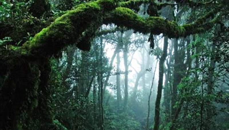 thruloi-kai-mustirio-me-fonto-ton-amazonio