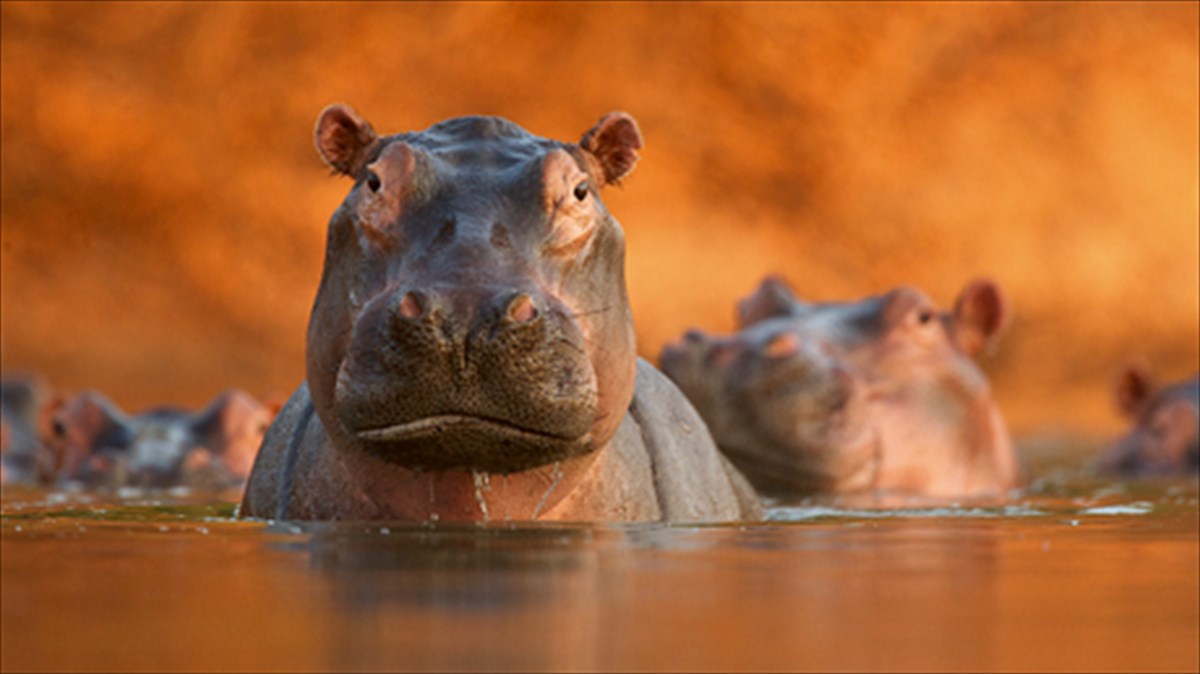 fotografiko-taksidi-stin-agria-fusi