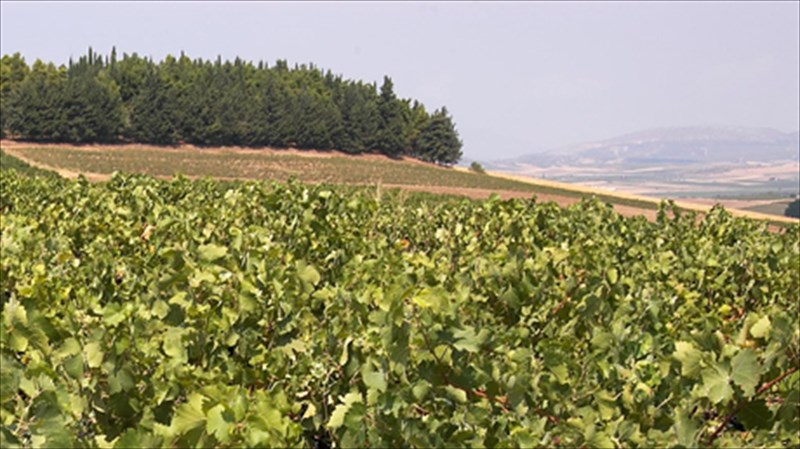 oinopoiia-sokos-en-arxi-in-i-ampelos-ampelos